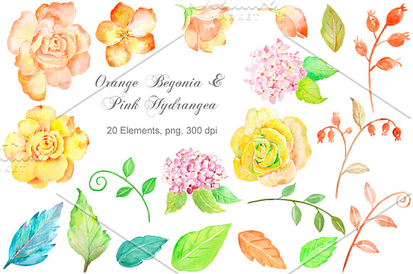 Orange Begonia and Pink Hydrangea in Illustrations - product preview 1