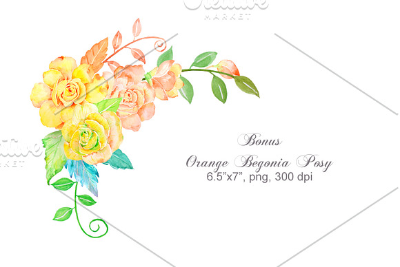 Orange Begonia and Pink Hydrangea in Illustrations - product preview 2
