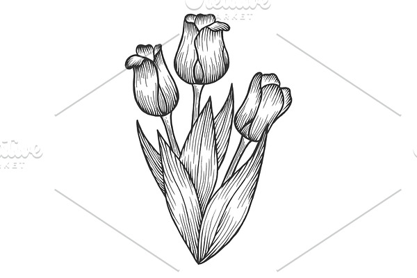 Tulip flowers sketch engraving