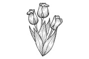 Tulip flowers sketch engraving