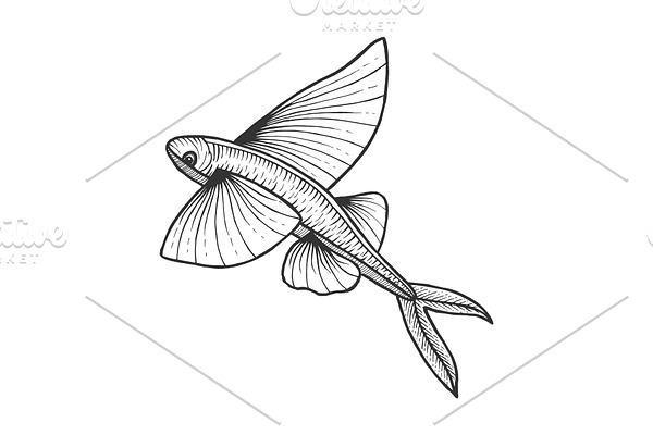 Flying fish sketch engraving vector