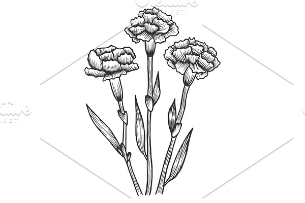 Dianthus carnation flowers sketch