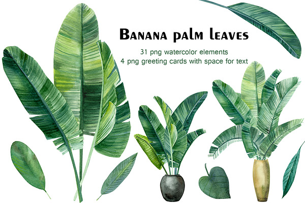 Banana palm leaves
