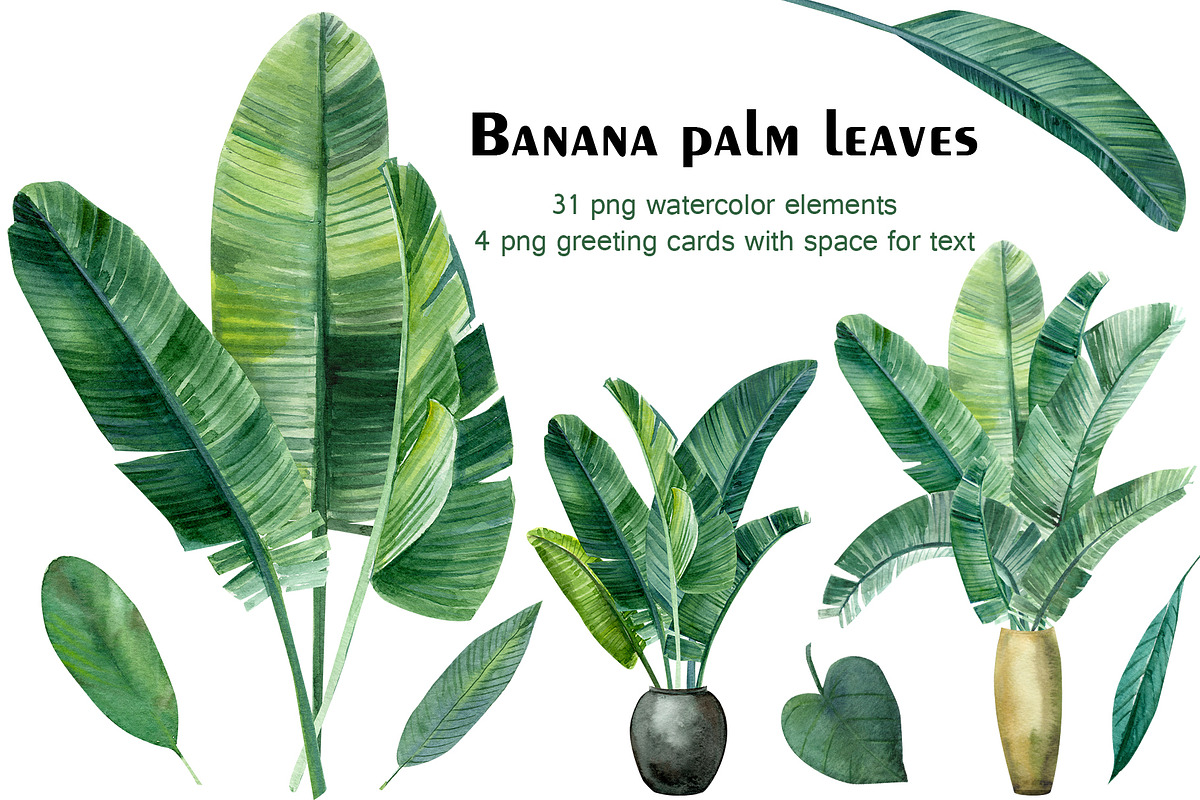 Banana palm leaves in Illustrations - product preview 8