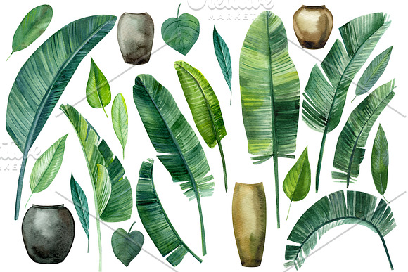 Banana palm leaves in Illustrations - product preview 1