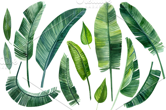 Banana palm leaves in Illustrations - product preview 2