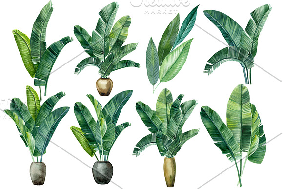 Banana palm leaves in Illustrations - product preview 3