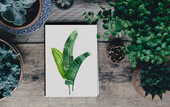 Banana palm leaves in Illustrations - product preview 6