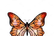 Bright orange exotic butterfly
