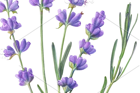 Lavender Pencil Illustration in Illustrations - product preview 3