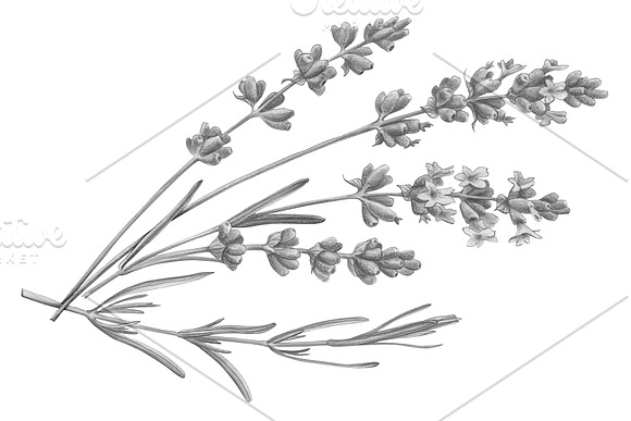 Lavender Pencil Illustration in Illustrations - product preview 1