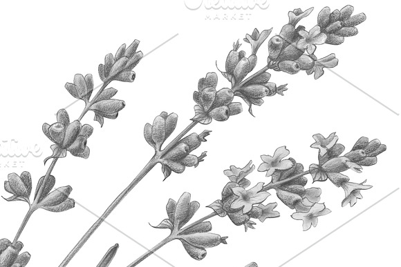 Lavender Pencil Illustration in Illustrations - product preview 2