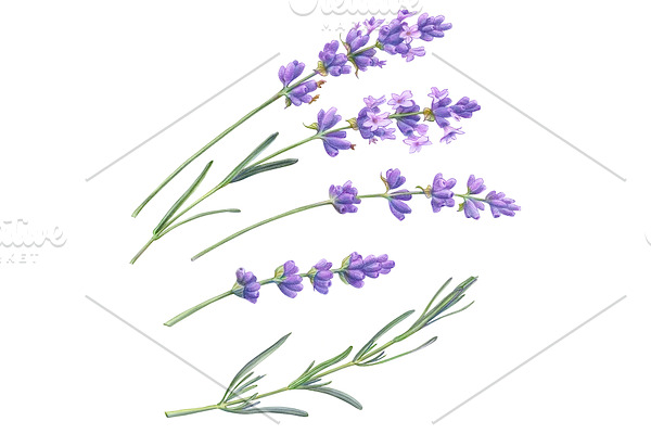 Lavender Pencil Illustration