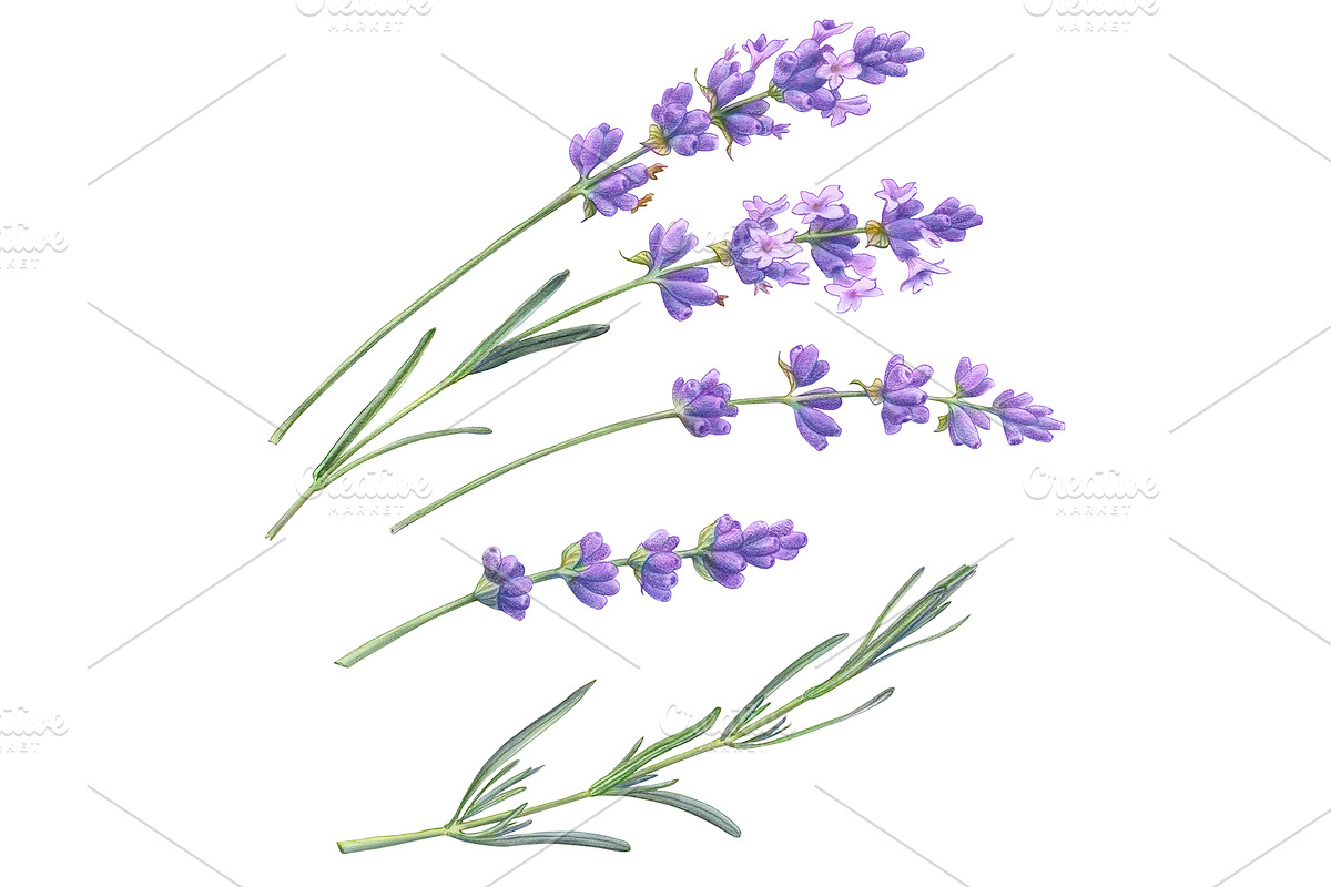 Lavender Pencil Illustration in Illustrations - product preview 8