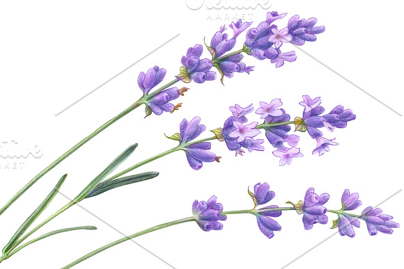 Lavender Pencil Illustration in Illustrations - product preview 2