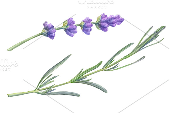 Lavender Pencil Illustration in Illustrations - product preview 3