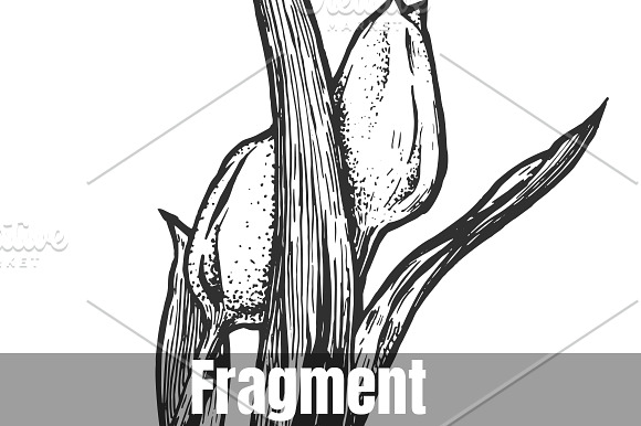 Two tulips in glass jar with handle in Illustrations - product preview 2