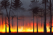 Wildfire forest fire disaster