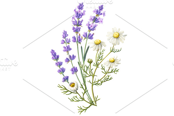 Lavender & Chamomile Illustration