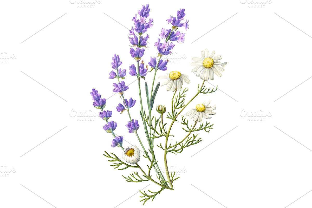 Lavender & Chamomile Illustration in Illustrations - product preview 8