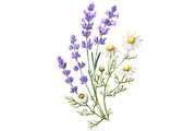 Lavender & Chamomile Illustration
