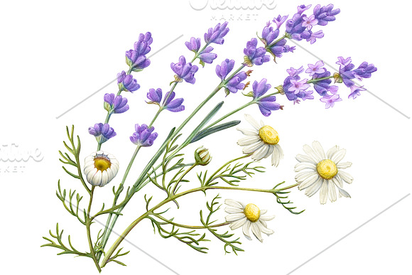 Lavender & Chamomile Illustration in Illustrations - product preview 1