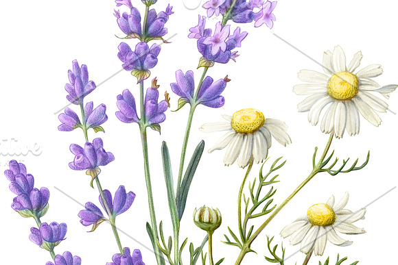 Lavender & Chamomile Illustration in Illustrations - product preview 2