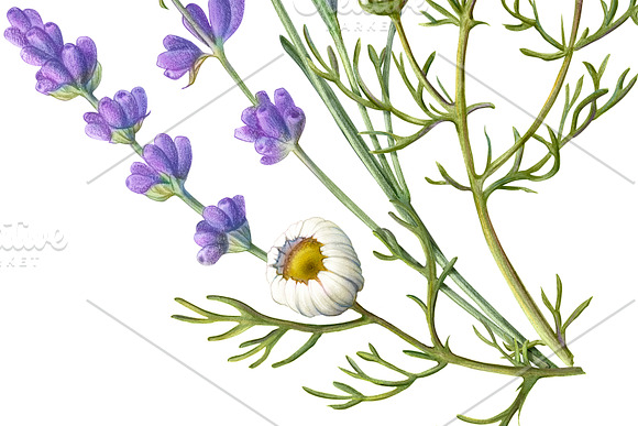 Lavender & Chamomile Illustration in Illustrations - product preview 3