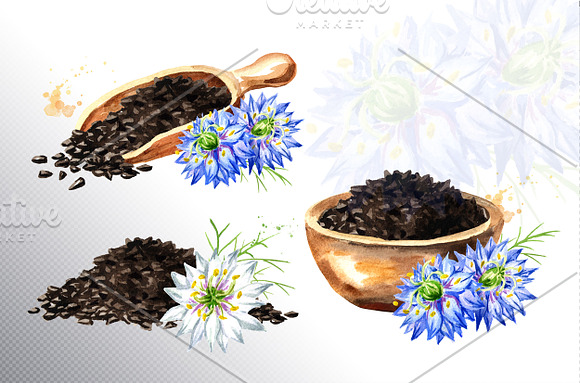 Black cumin in Illustrations - product preview 1