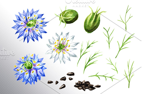 Black cumin in Illustrations - product preview 4