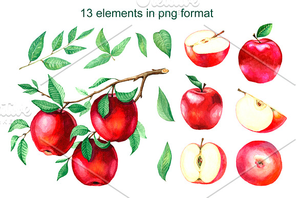 Watercolor apples. Collection. in Illustrations - product preview 1
