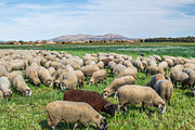 Sheep flock (2)