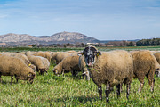 Sheep flock (3)