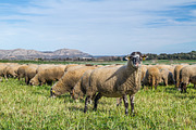 Sheep flock (4)