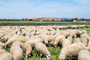 Sheep flock (7)