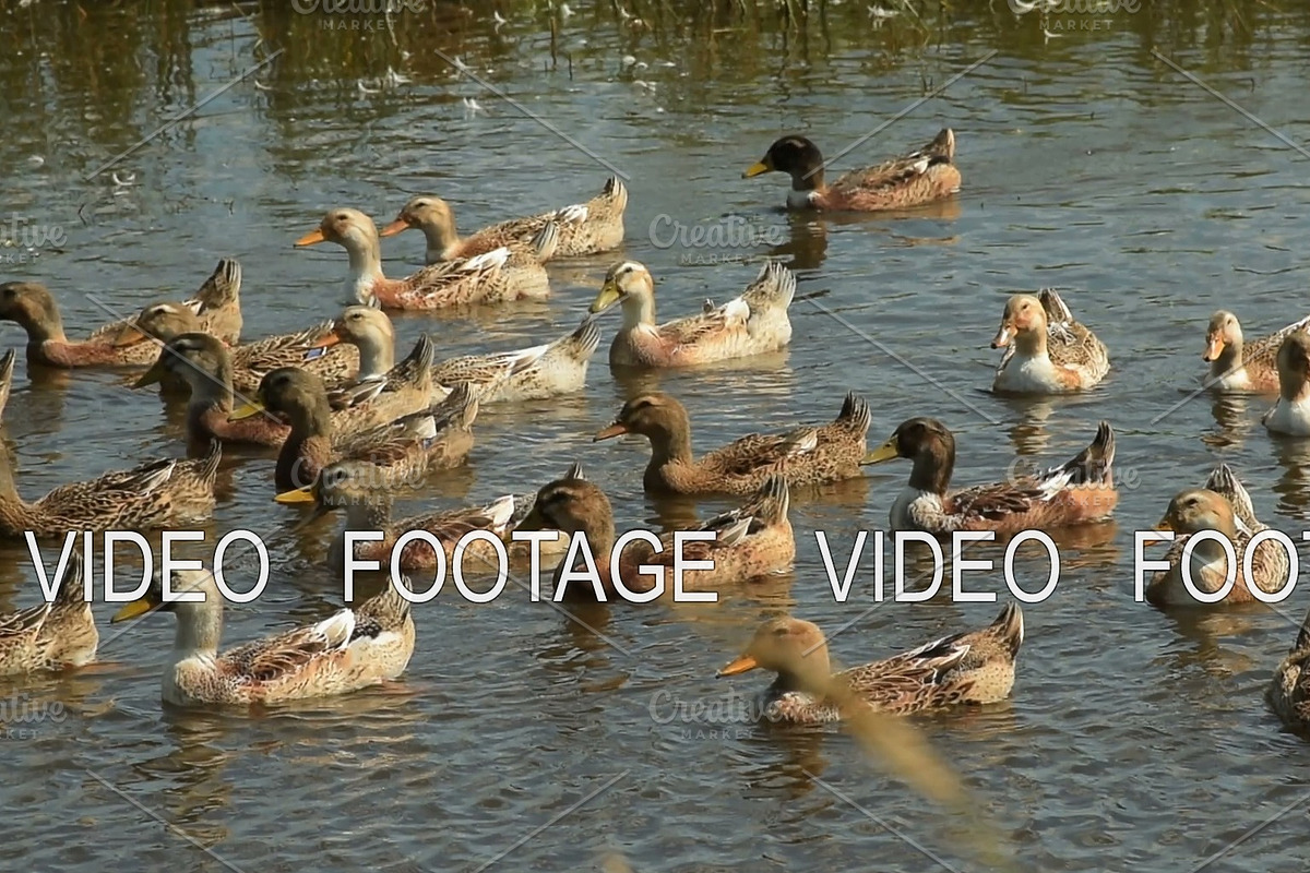 Flock of ducks in water in Graphics - product preview 8
