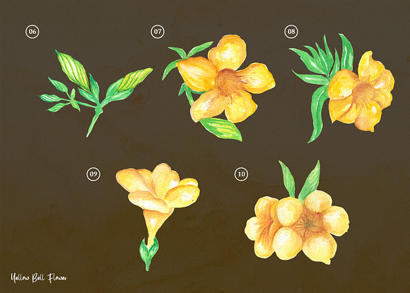 Yellow bell Flower Watercolor in Illustrations - product preview 2