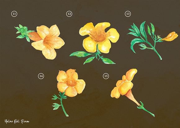 Yellow bell Flower Watercolor in Illustrations - product preview 3