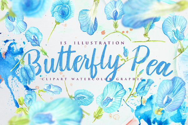Butterfly Pea Flower Watercolor