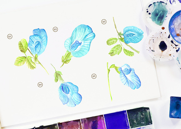 Butterfly Pea Flower Watercolor in Objects - product preview 1