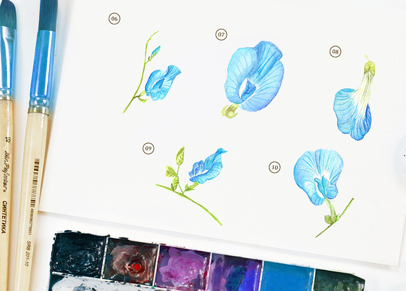 Butterfly Pea Flower Watercolor in Objects - product preview 2