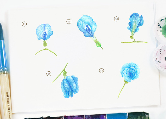 Butterfly Pea Flower Watercolor in Objects - product preview 3