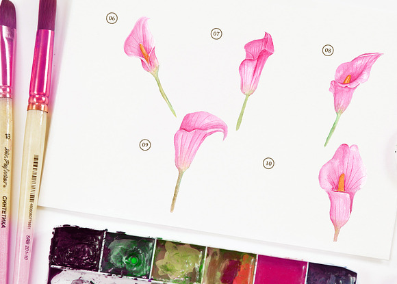 cala lily pink Watercolor in Objects - product preview 2