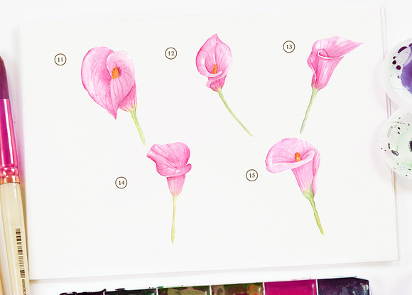 cala lily pink Watercolor in Objects - product preview 3