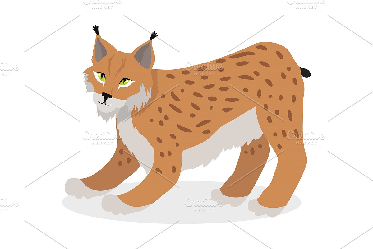 Lynx, Bobcat, Wildcat Isolated on in Illustrations - product preview 8
