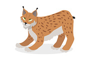Lynx, Bobcat, Wildcat Isolated on