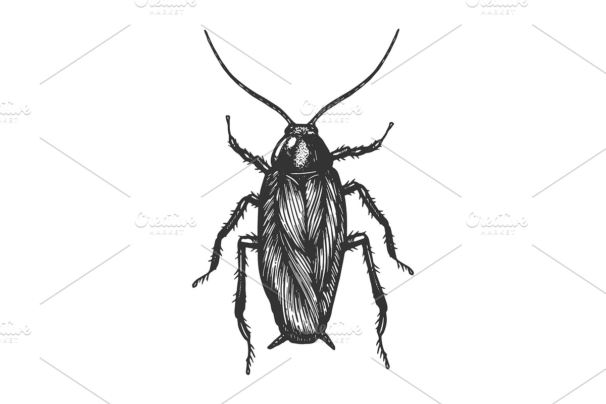 Cockroach bug sketch engraving in Illustrations - product preview 8