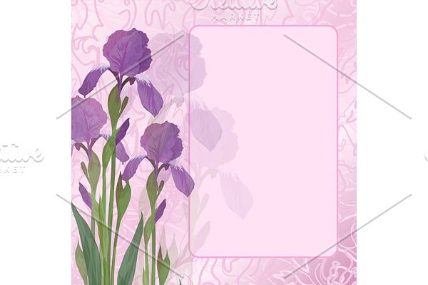 Flowers iris on pink background