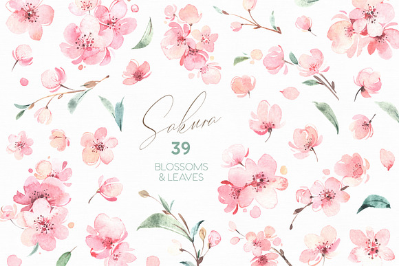 Sakura. Gentle Floral Collection in Illustrations - product preview 14