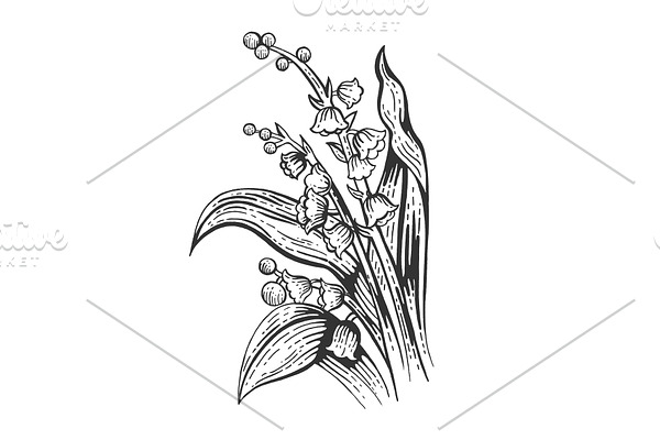 Convallaria flower sketch engraving